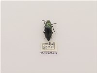 藏品(曹德氏圓吉丁蟲)的圖片